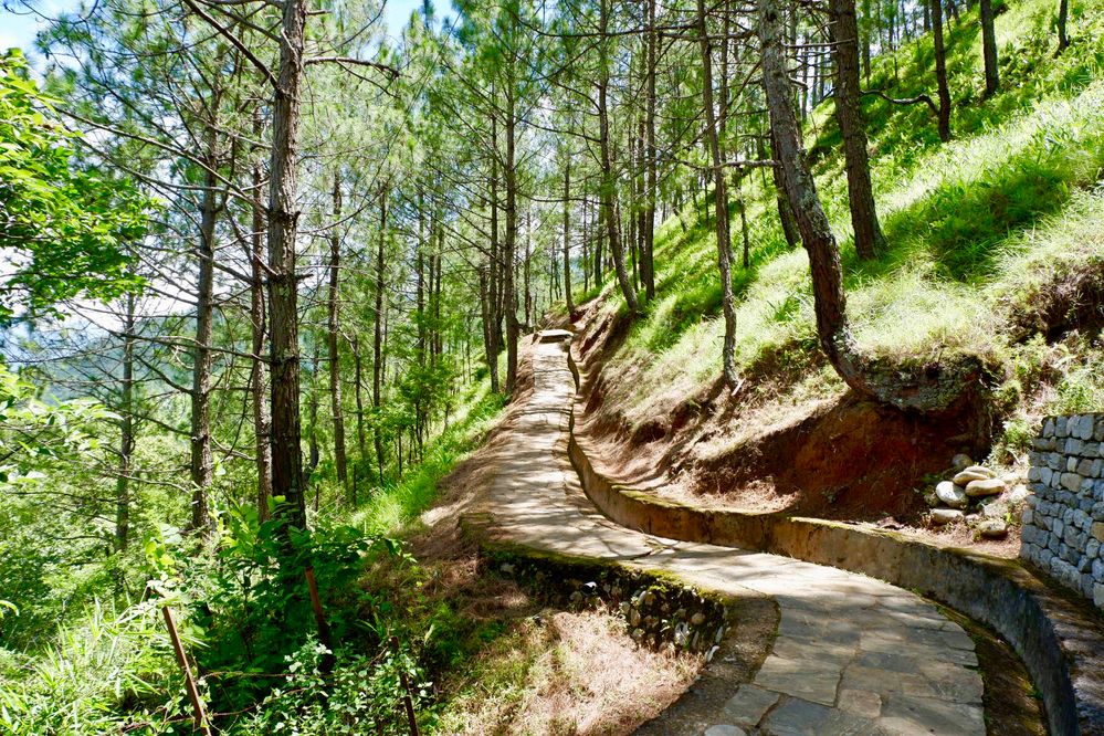 A footpath through a small forest before reaching the Stupa.