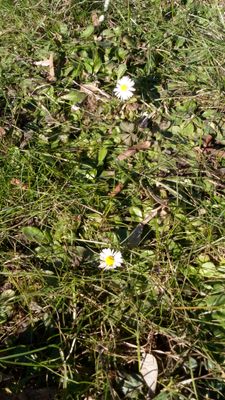 Two little marguerites