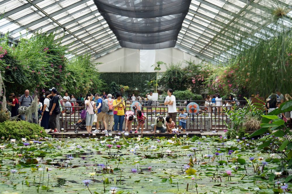 Caption: A photo of a tourists in a greenhouse with plants and a pond with water lilies at Kobe Animal Kingdom, in Kobe, Japan. (Local Guide 空乃優介)