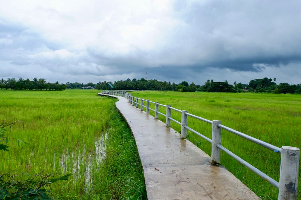 Caption: A photo of the Ban Chi Thuan Rice Fields Walking Bridge and rice fields in Ratchathani, Thailand taken on a cloudy day. (Local Guide Knzang Wangchuk)