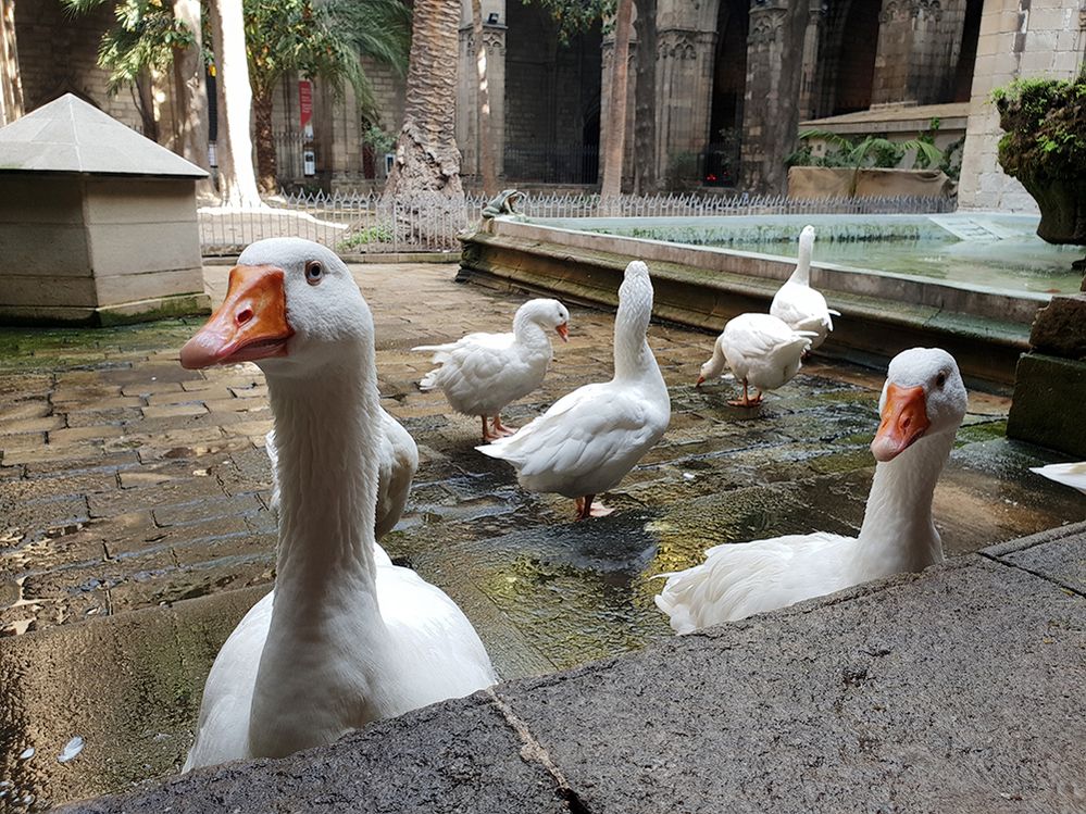 Caption: A close up photo of two geese with four more in the background at the Barcelona Cathedral in Barcelona, Spain. (Local Guide Valeria Aumasque)