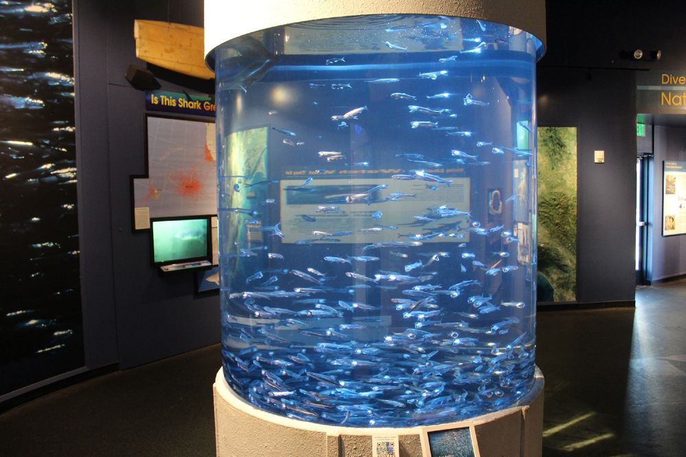 Inside Aquarium of Bay