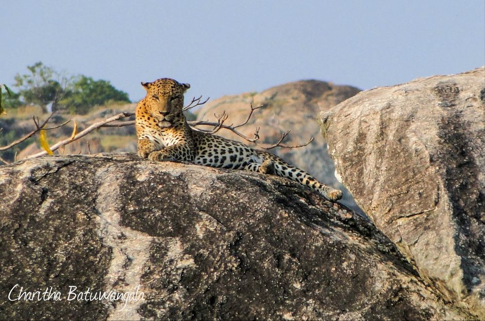 A Sri Lankan Leopard at Yala national park