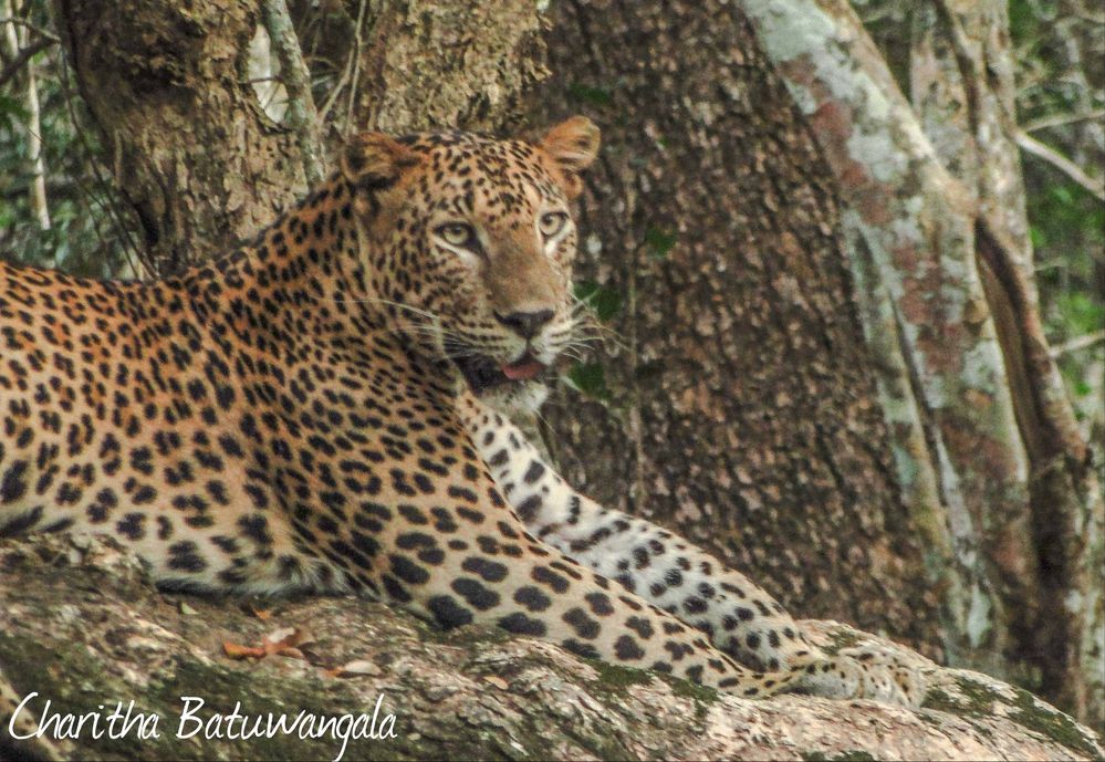 A Sri Lankan Leopard at Wilpattu national park