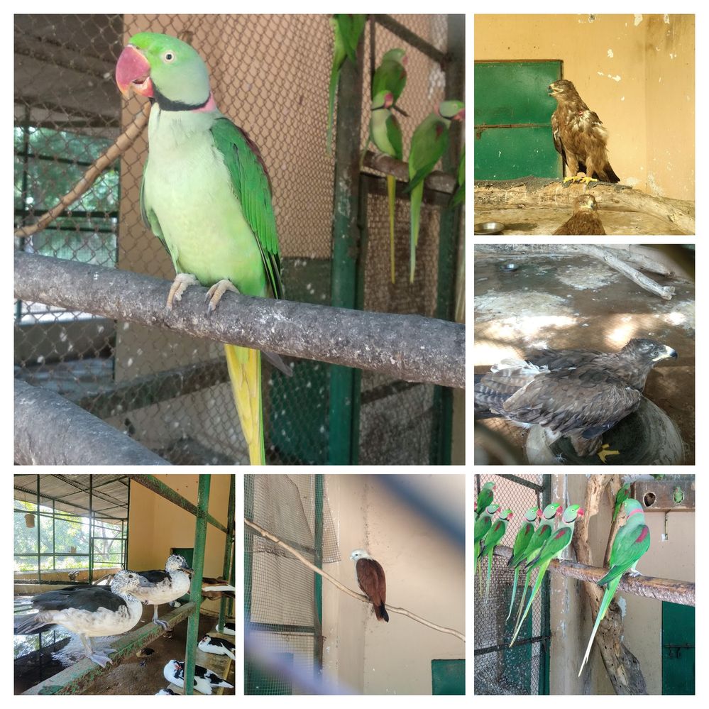 Birds in Indroda Nature Park zoo