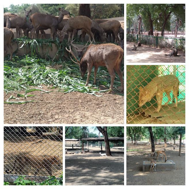 Animals in Zoo