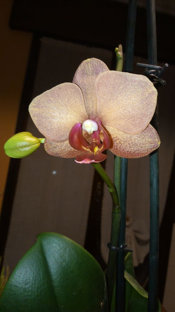 orchid  - five petals