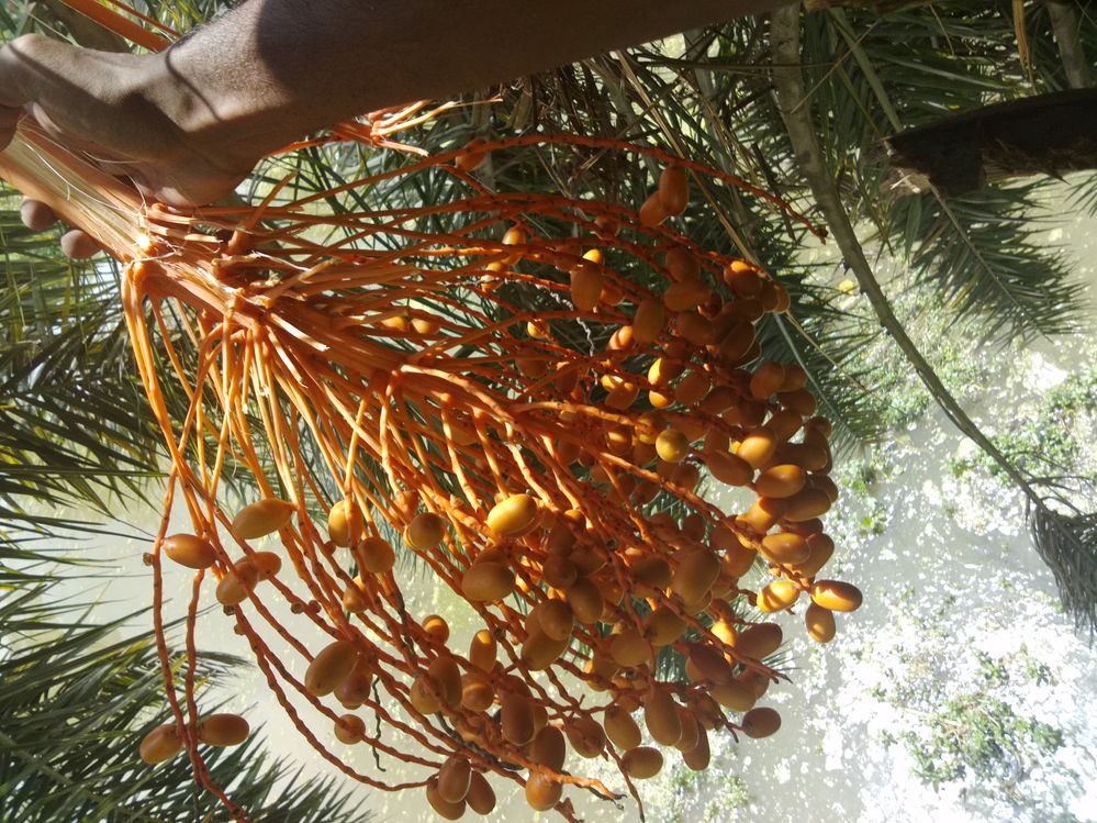 Indian date palm