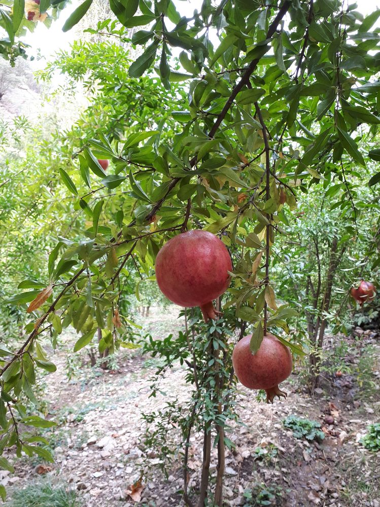Pomegranate Gardens