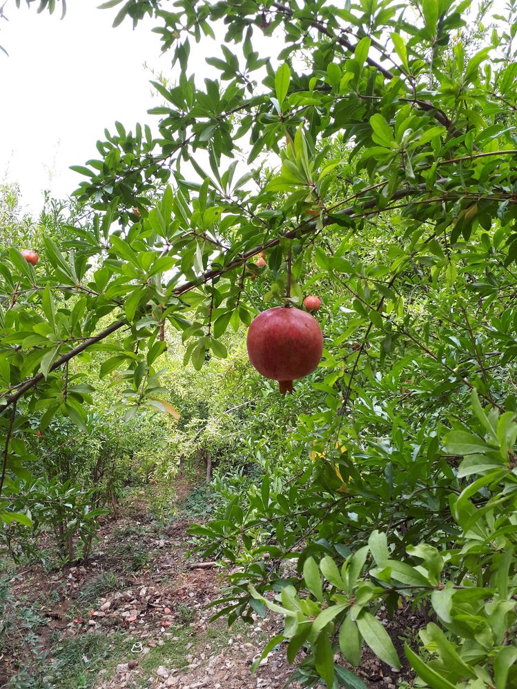 Pomegranate Gardens
