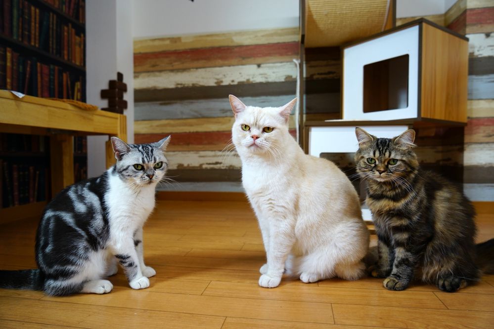 Caption: A photo of three cats sitting on a hardwood floor while staring directly at the camera at B Club Cat Store in Tsukuba, Japan. (Local Guide Yuta Eno)