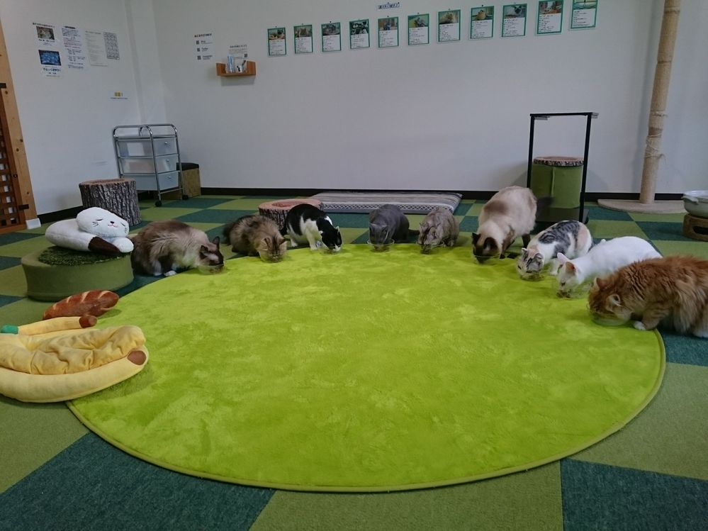Caption: A photo of nine cats lined up around a round green carpet eating out of their dish bowls at Neko Play!, a cat cafe in Chichibu, Japan. (Local Guide Yuta Eno)