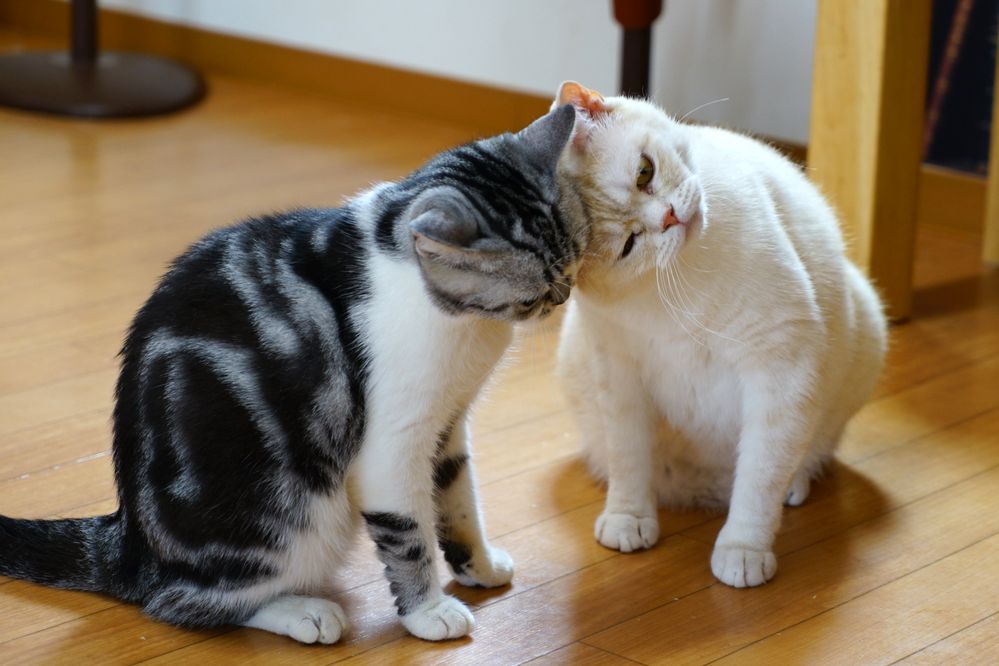Caption: A photo of two cats putting their heads together at B Club Cat Store in Tsukuba, Japan. (Local Guide Yuta Eno)