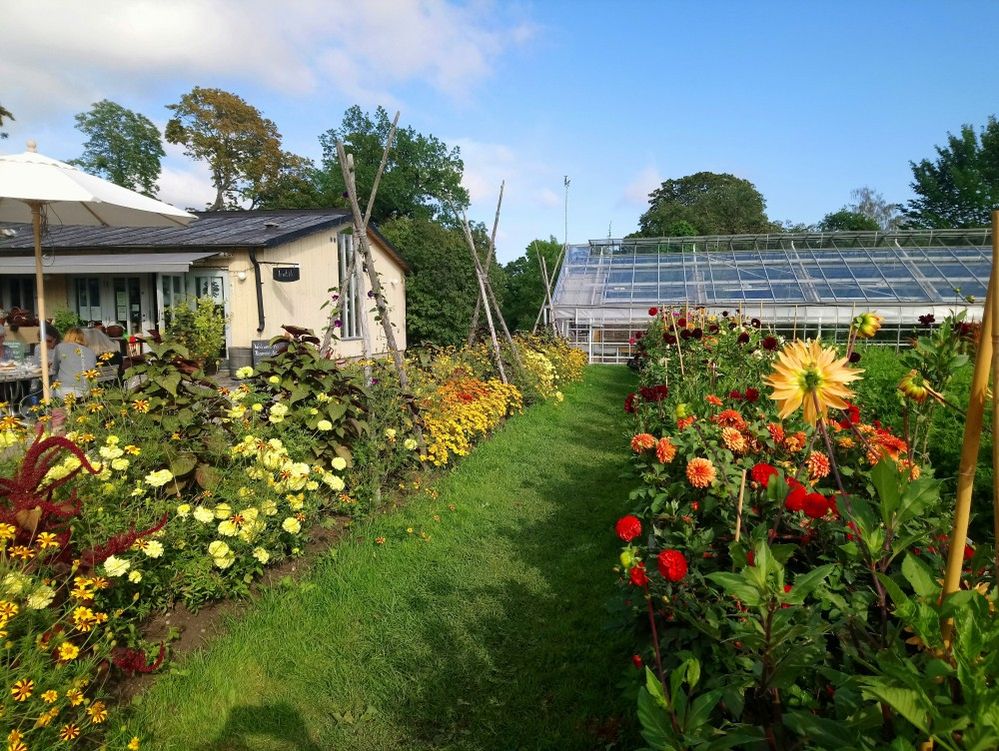 Caption: A photo of a garden with colorful flowers at Rosendals Trädgård, along with a cafe and picnic tables and a glass greenhouse. (Local Guide Halcyon Flowers)