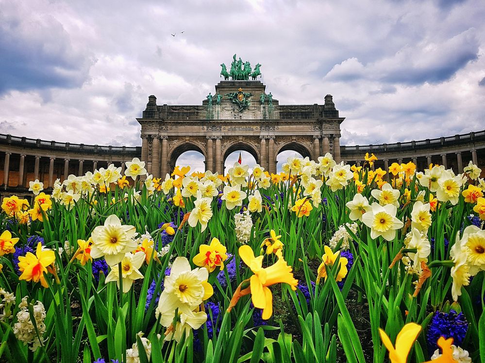 Caption: A close-up photo of daffodils with the Triumphal Arch in the background in Brussels, Belgium. (Local Guide Samer Berjawi)