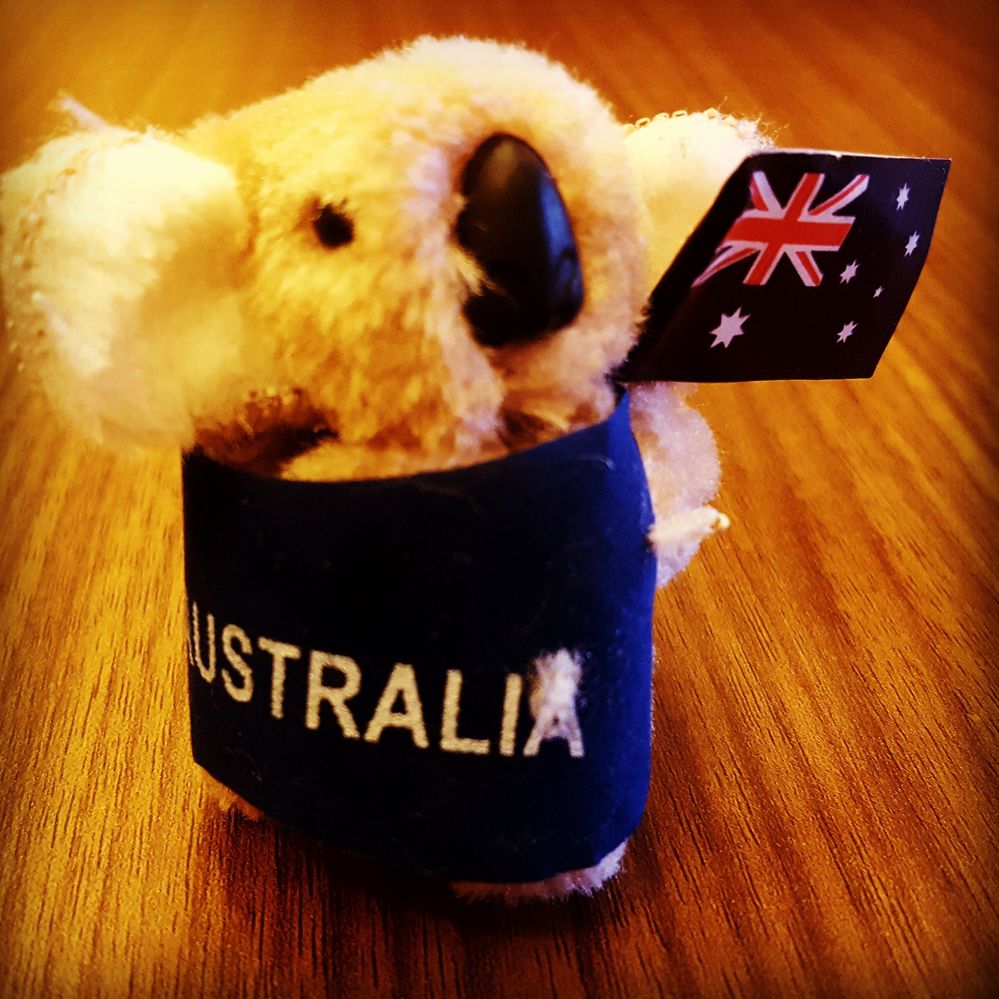 Caption: A Koala Fluffy holding an Australian Flag with the word Australia around its waist
