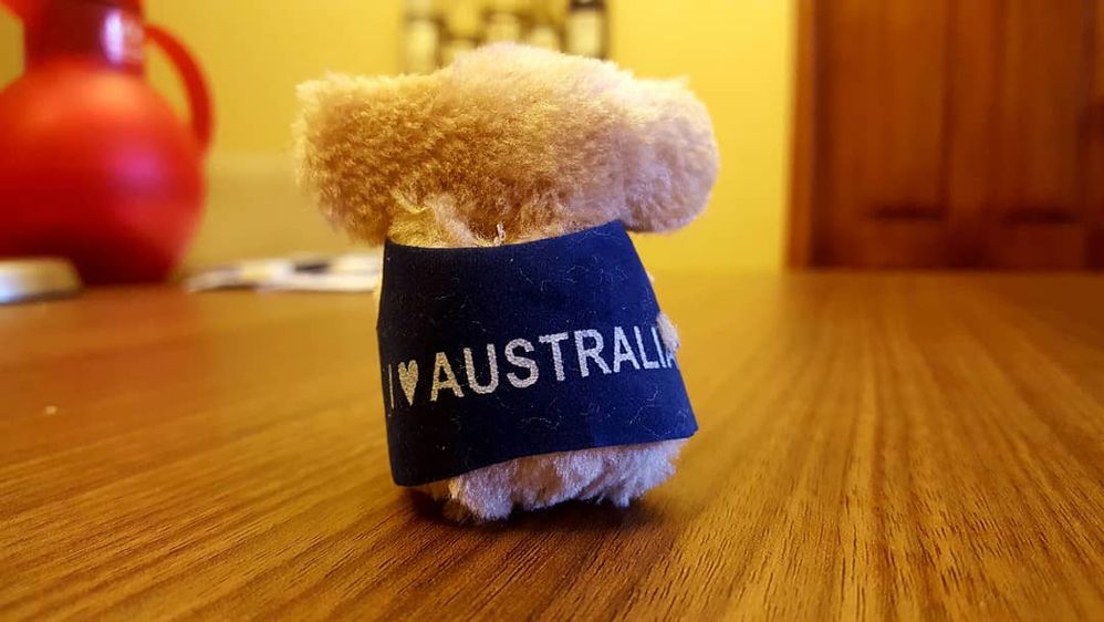 Captiom Koala Fluffy  backing the camera with the words I love Australia around its waist