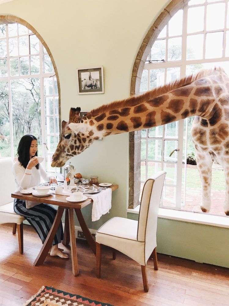 Caption: A photo of a woman having breakfast as a giraffe pokes its head through the window at Giraffe Manor in Nairobi, Kenya. (Local Guide Jenny Liu)