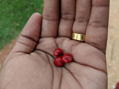 Red lucky seeds from Saga tree