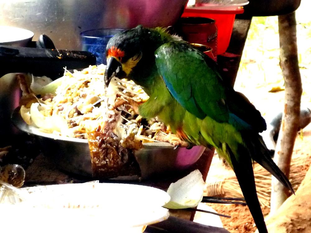 A parrot eating the leftovers