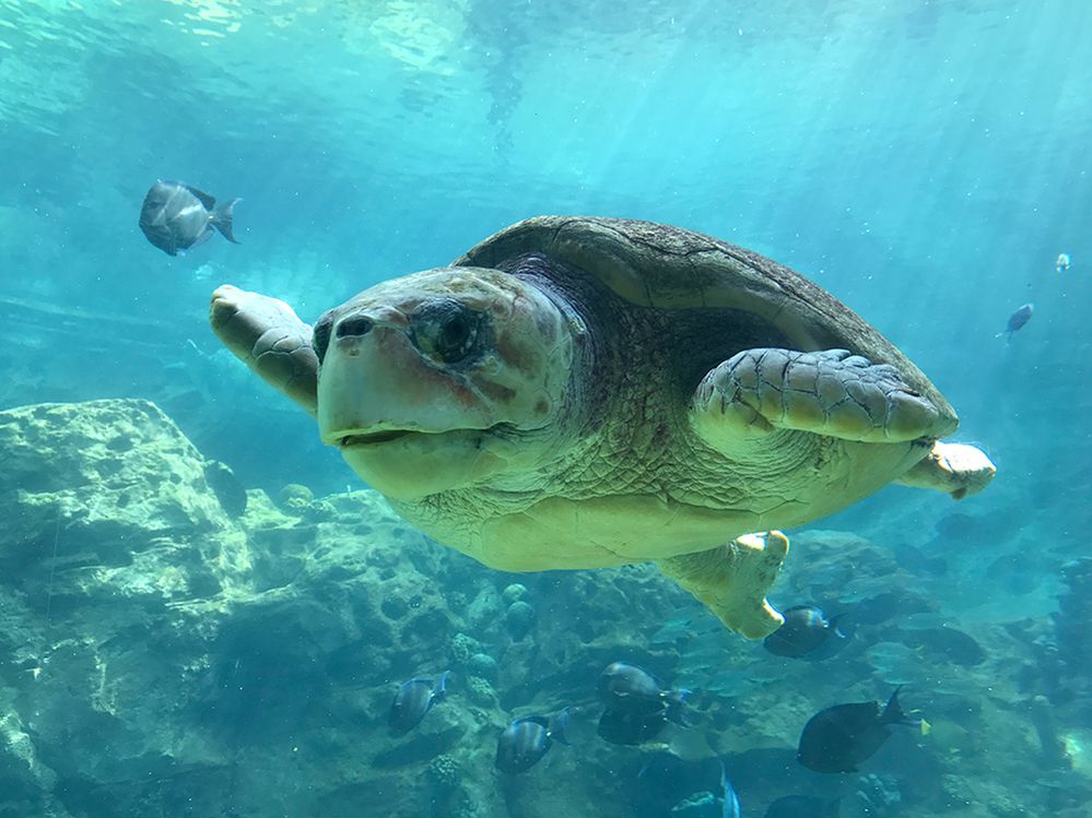 Caption: A closeup photo of a sea turtle swimming underwater in an aquarium. (Local Guide Dennis Brock)