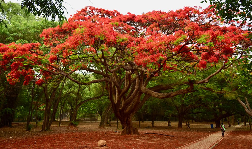 Caption: A photo of a tree with red and green leaves in Cubbon Park, Bangalore, India. (Local Guide Monish Bhorali)