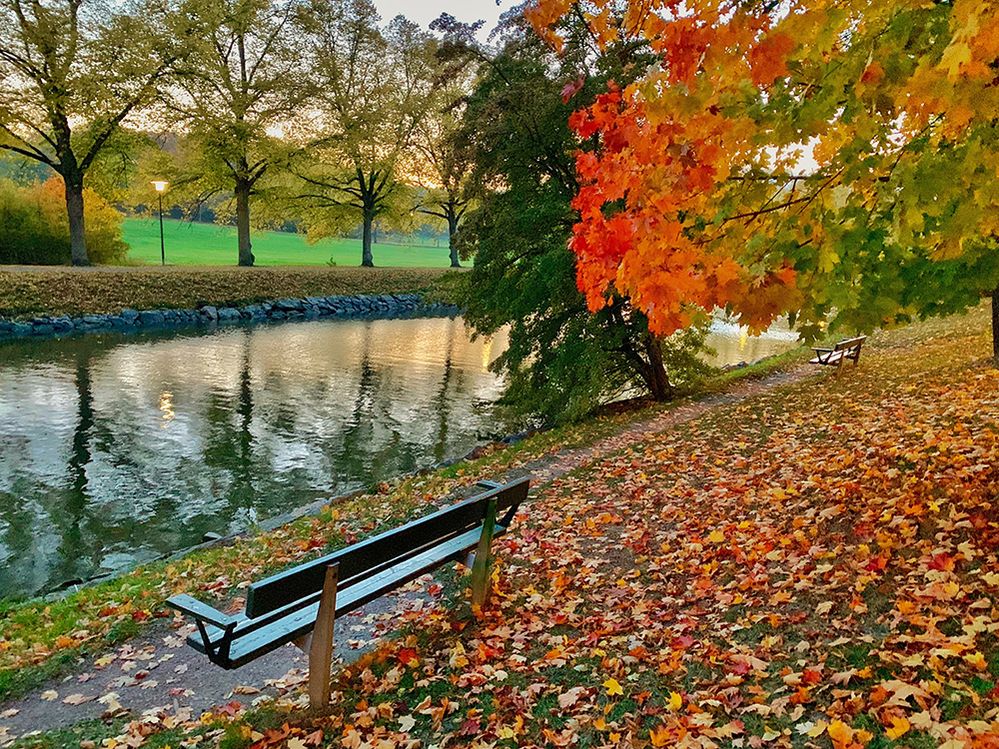 Caption: A photo of a park bench next to a river in Kungliga Djurgården, Stockholm, Sweden. There are tons of scattered red, yellow, orange, and brown leaves on the ground near the bench. (Local Guide Irina Jonsson)