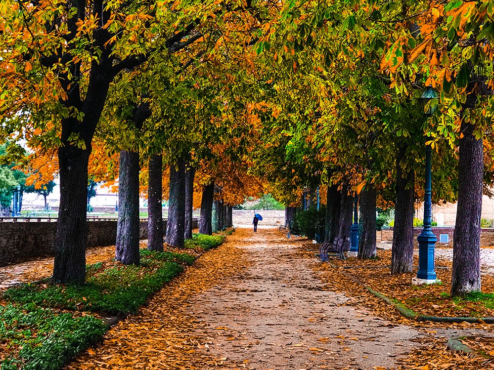 Caption: A photo of pathway covered in leaves surrounded by lines of autumn trees taken in Siena, Italy. A person holding an umbrella is visible at the end of the pathway. (Local Guide Giuseppe Lo Bello)