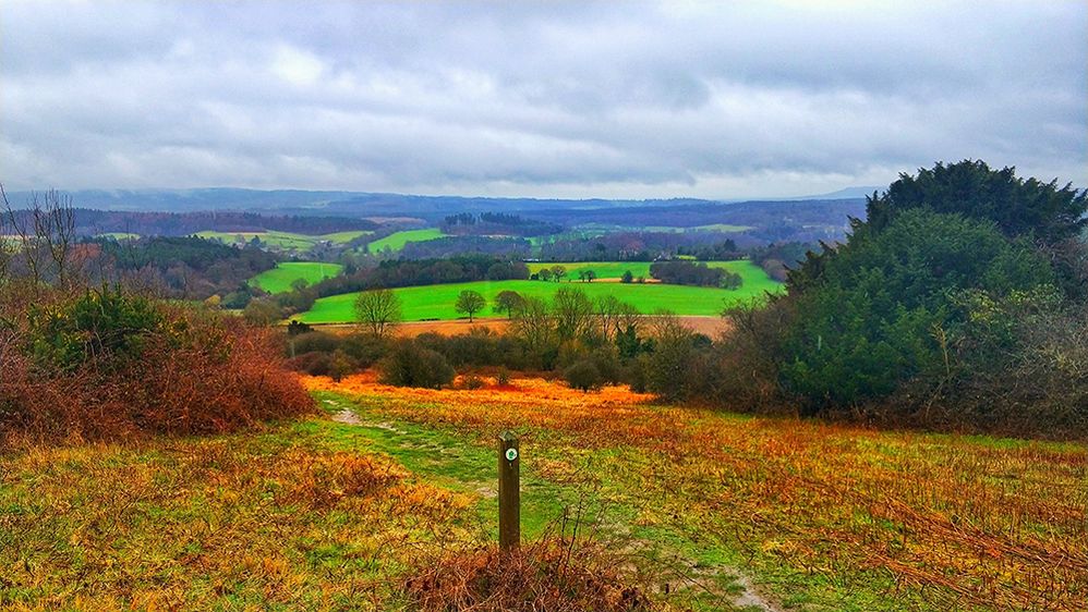 Caption: A landscape photo of fields with vibrant autumn colors taken on a cloudy day in Surrey, England. (Local Guide Muhammad Shakeel Ishaq)
