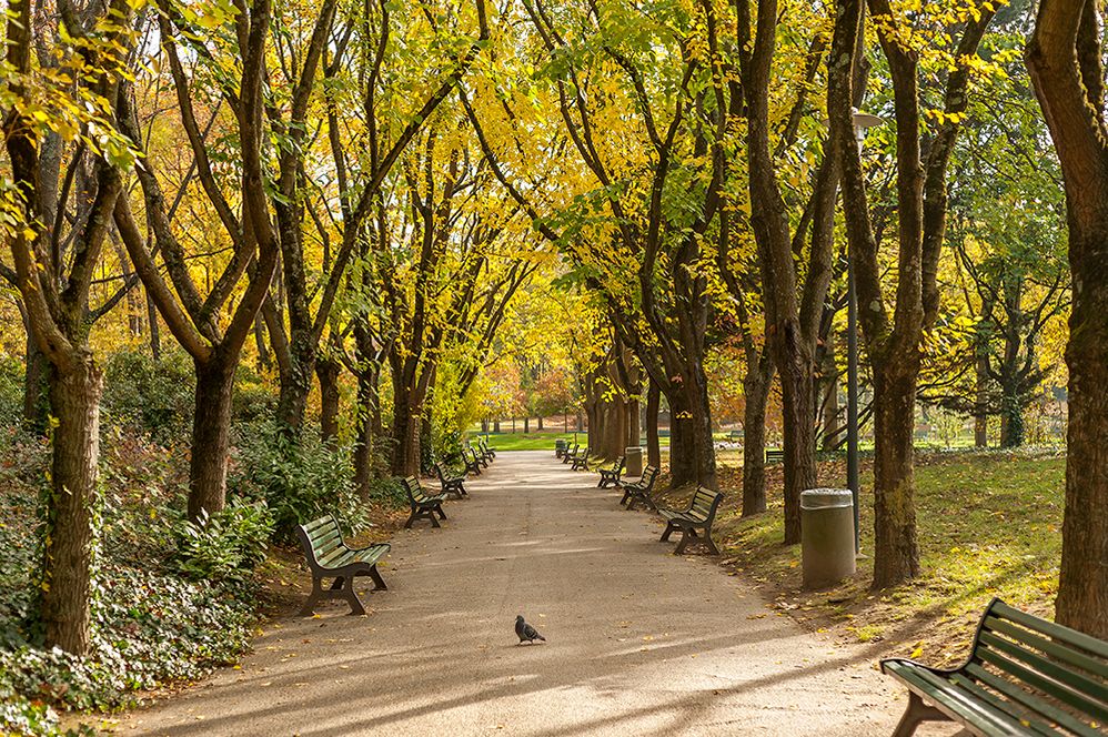 Caption: A photo of a pathway with benches surrounded by trees in Jardin Compans Caffarelli, Toulouse, France. A pigeon is in the middle of the pathway. (Local Guide Miguel A. Fidalgo)