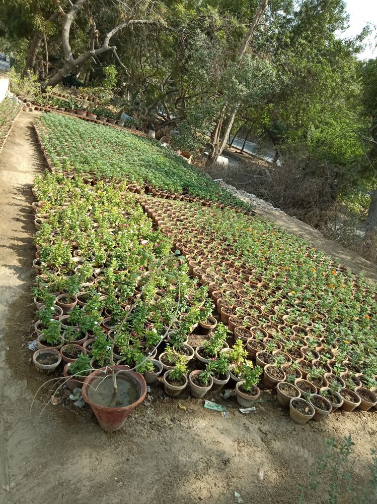 Completed First Phase Of Plantation Of 150 Plants.