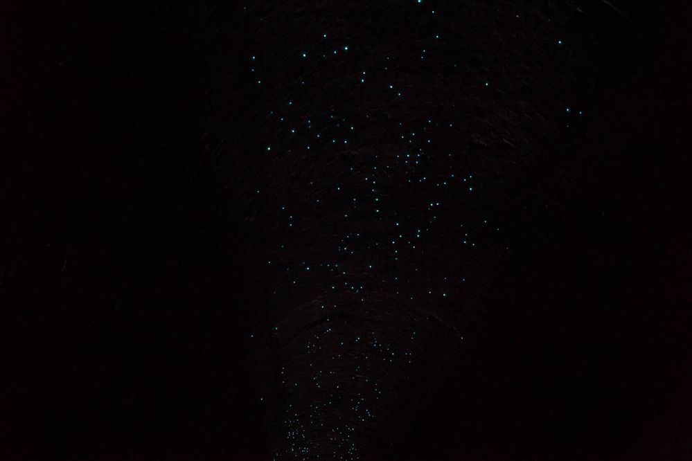 Helensburgh Tunnel Glow Worms