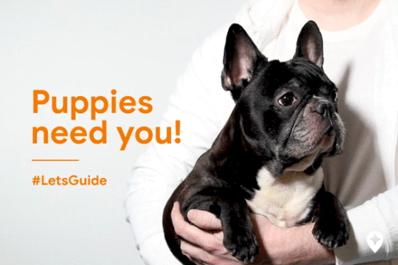 Caption: A gif of a dog in someone’s arms shaking his head up and down next to text that says, “Puppies need you! #LetsGuide.”
