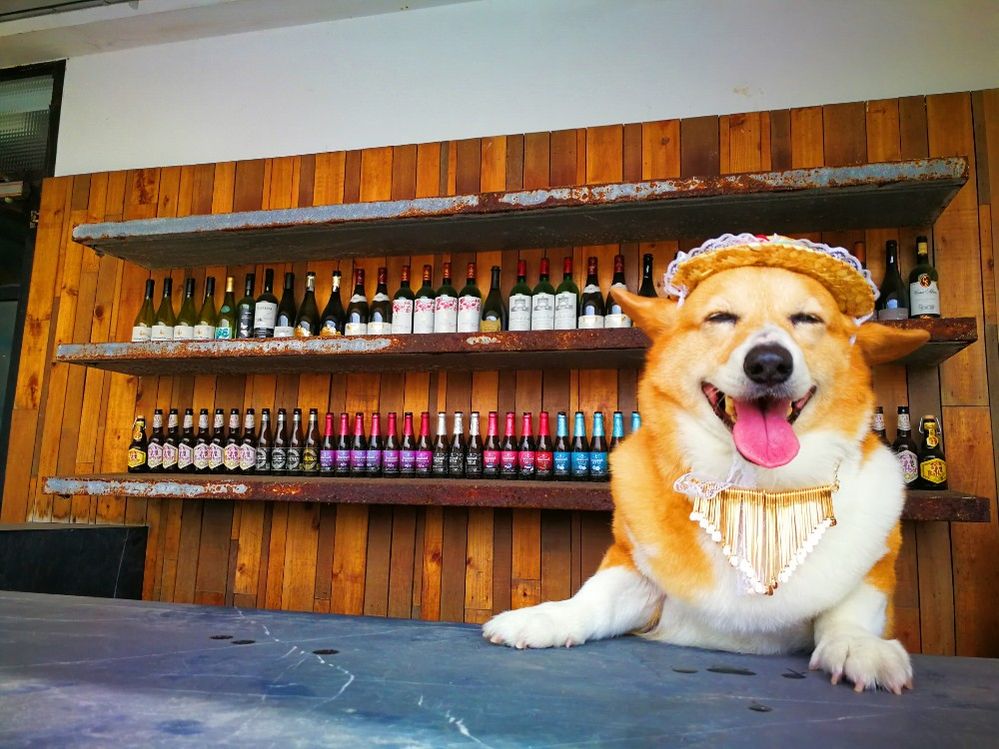 Caption: A photo of a dog wearing a hat and necklace with its tongue out in front of shelves filled with drink bottles at La Villa Danshui in Taipei, Taiwan. (Local Guide Ryan lin)
