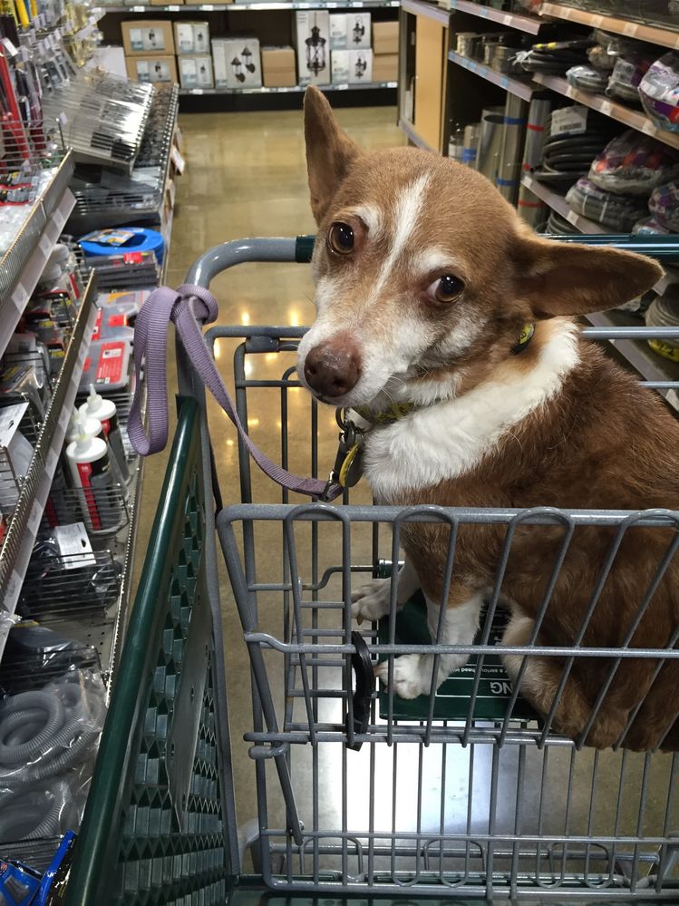 Dog friendly places - Hardware Stores
