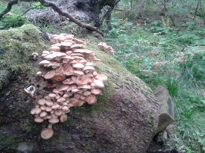 Caption: Armillaria Mellea mushrooms on Dolomites - Local Guide @ermest