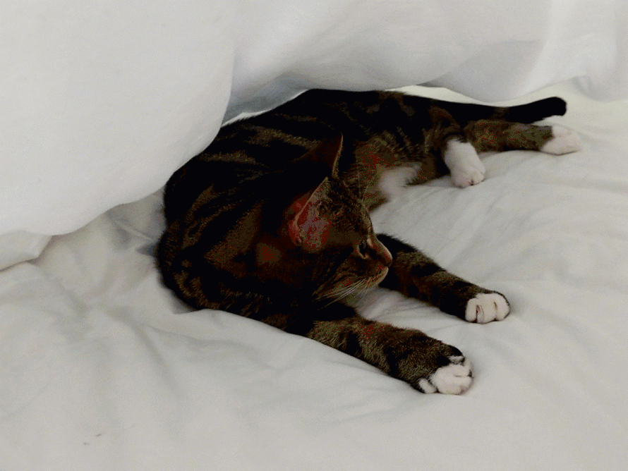 Caption: An animated gif of my cat, Her Royal Highness, having a bit of a mooch under the duvet.