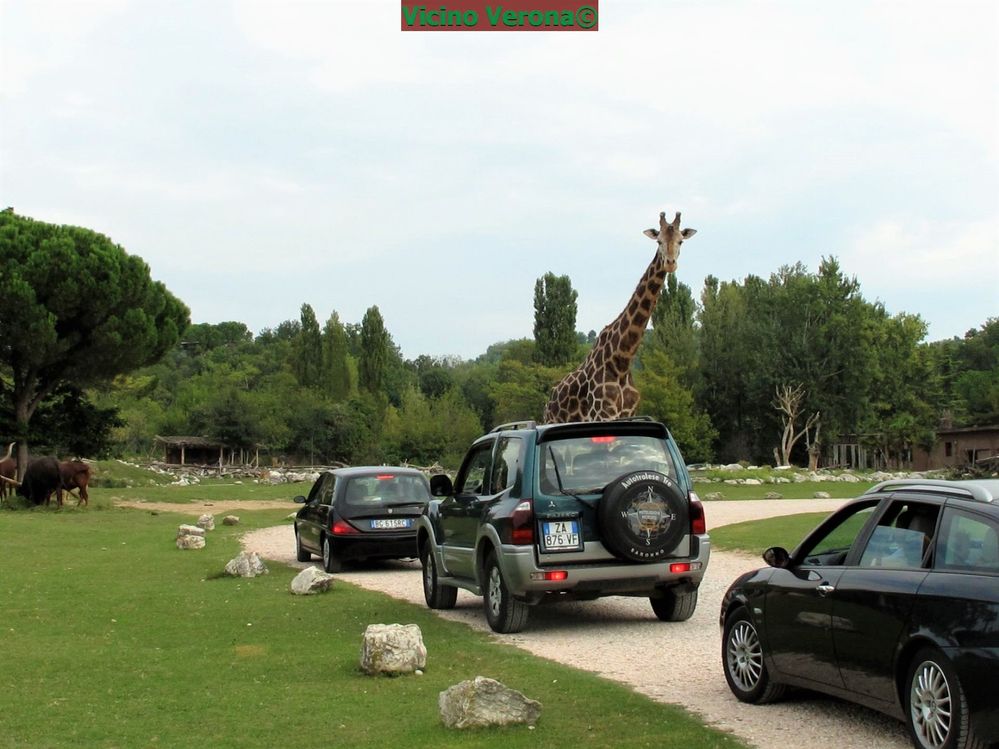 Safari Park on board of my own vehicle just like an exciting African Safari, elegant giraffes living with no fences  in a completely wild environment