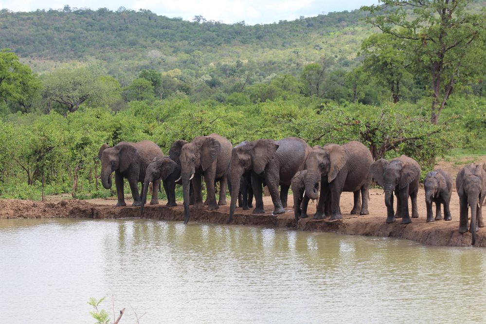 Beschrijving: Olifanten op water gat in het Kruger Nationaal Park, Zuid-Afrika. (Local Guide Jan H Venter)