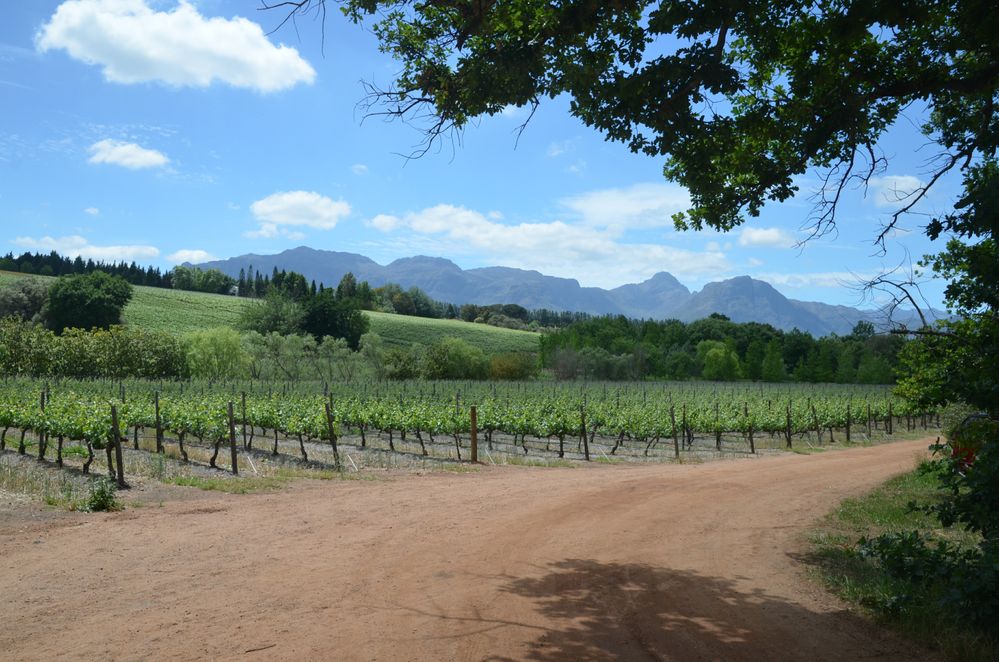 Beschrijving: Stellenbosch ligt in het hartje van de West-Kaap wijnvelden, de bekendste wijnstreek in Zuid-Afrika. (Local Guide Bruno de Blic)