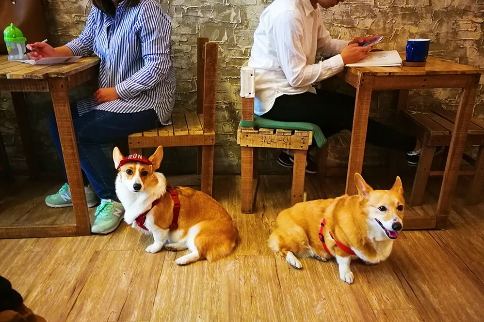 Caption: A photo of two corgis sitting on the floor next to two occupied tables at La Lumière 路靡也, a restaurant in Taichung City, Taiwan. (Local Guide Ryan Lin)