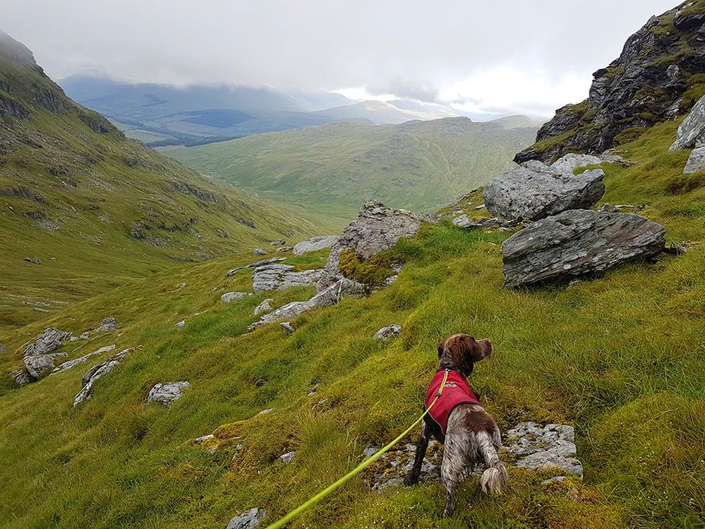 Caption: A dog on a leash walking on a field with hills in the background at Loch Lomond and The Trossachs National Park in Scotland, U.K. (Local Guide Scott Mcginty)