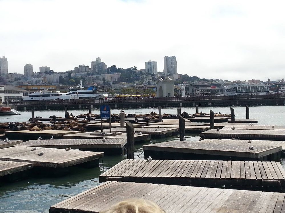 Legenda: Pier 39 com varios Leões Marinhos tomando um pouco de sol.