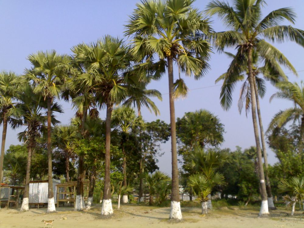 Few Taal gaach (Borassus flabellifer, commonly known as doub palm, palmyra palm) are attracting tourists attention.