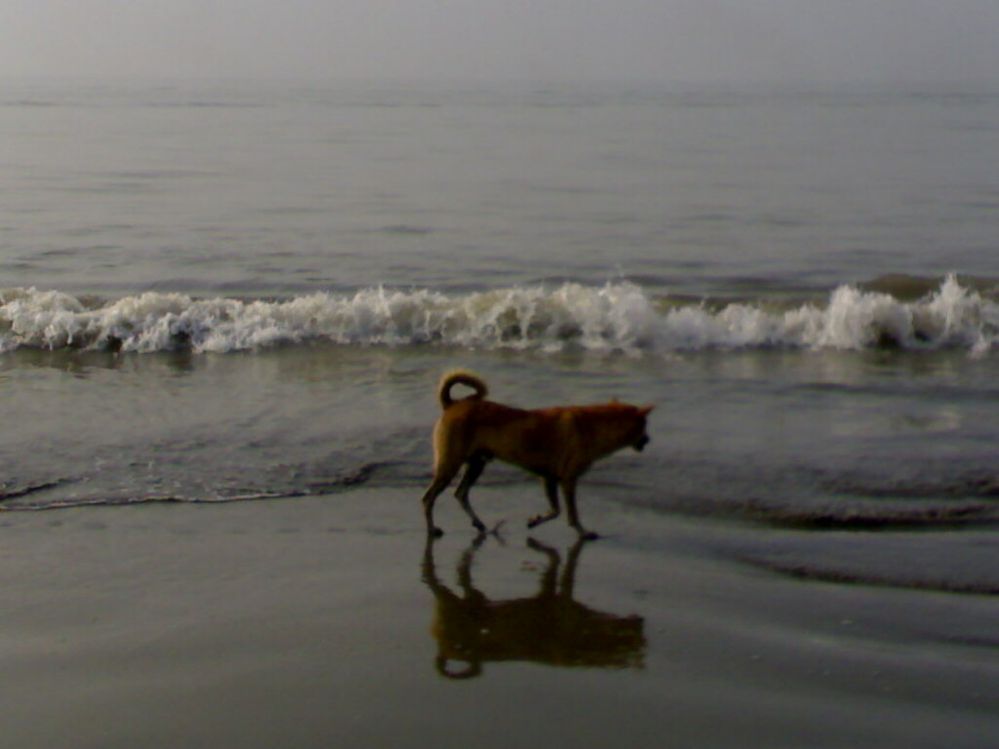 A dog is looking for fish.