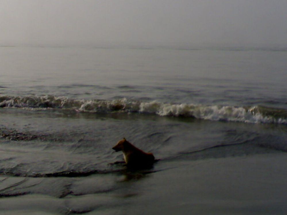 A dog is enjoying waves