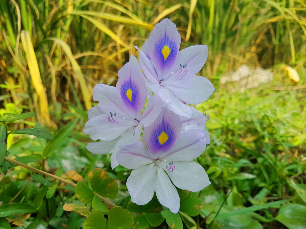 কচুরি ফুল ( water hyacinth flower )