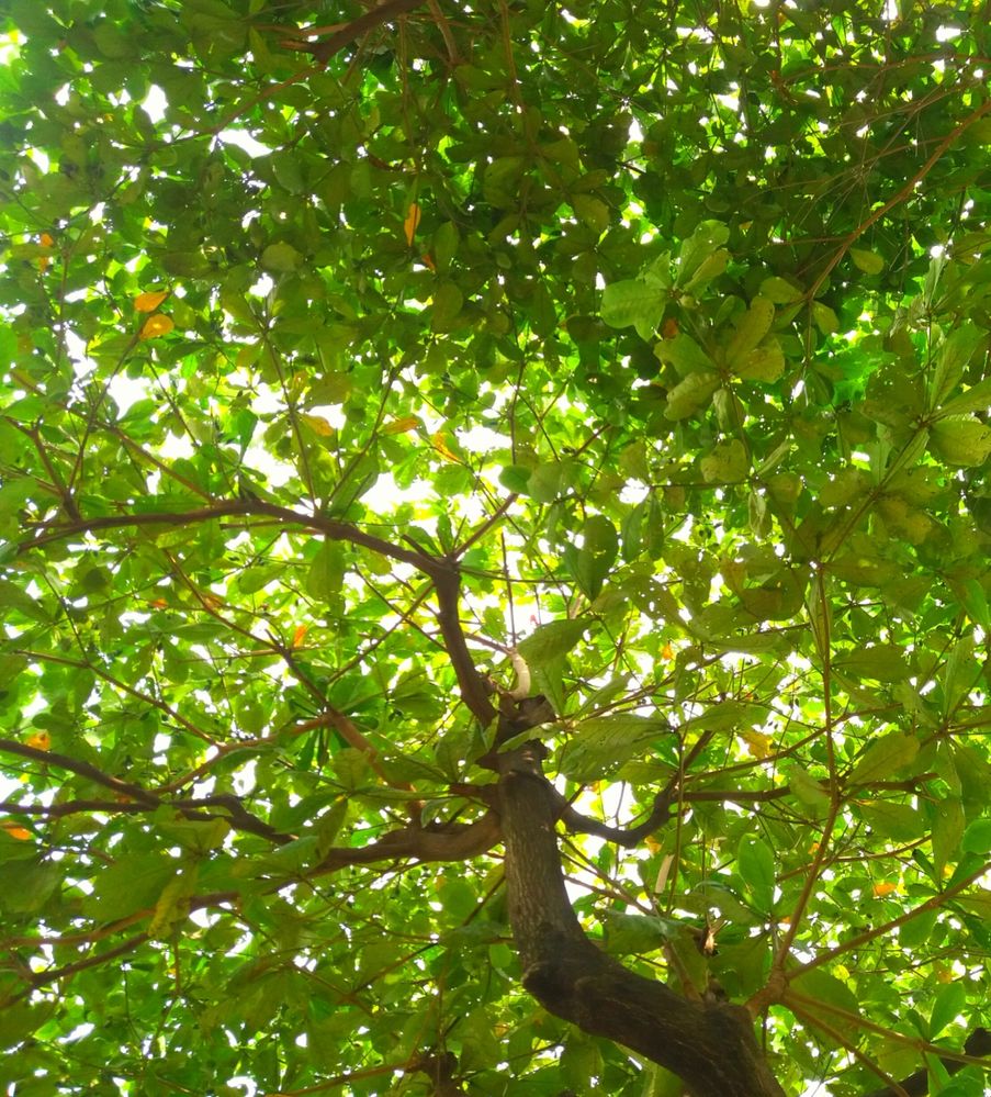 Green leaves of a tree (Taken from Lalbag Kella, Dhaka)