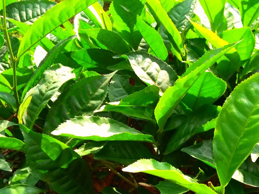 Tea Leaves (Taken from Lalakhal, Sylhet)
