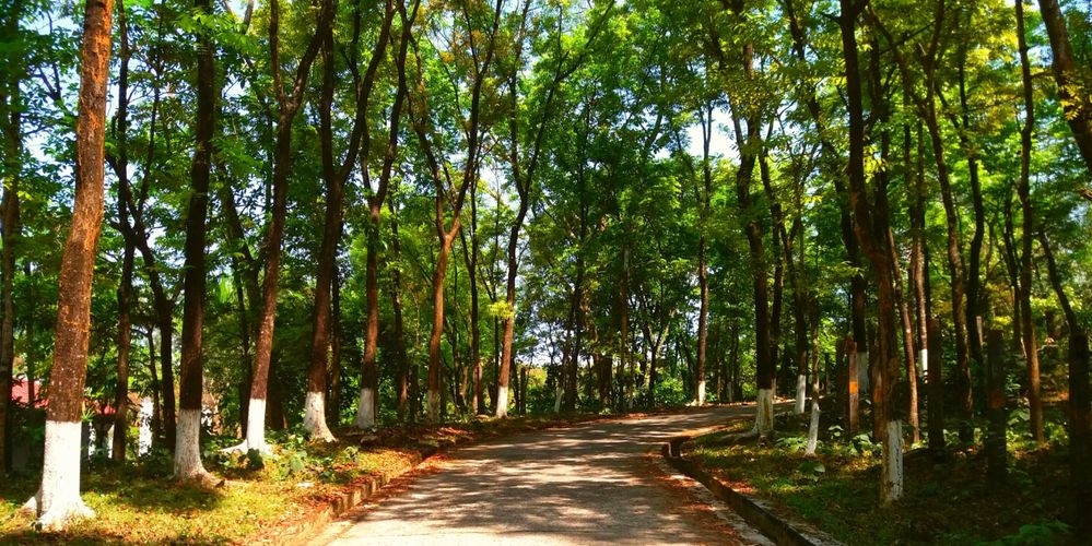Roadside Trees (Taken from Parjatan Motel, Sylhet)